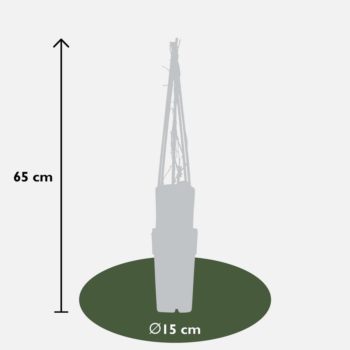 Parthenocissus q. var. 'Engelmannii' - ↕65cm - Ø15