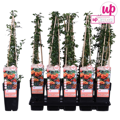 Pyracantha 'Orange Glow' - Ø15cm - ↕65cm