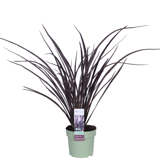Phormium 'Rubra Nana' - ↕50cm - Ø14
