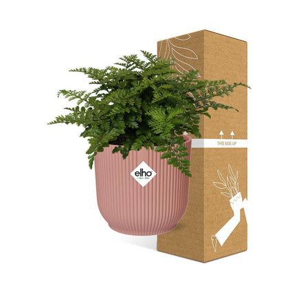 Asplenium Parvati in ELHO Vibes Fold 14cm pink