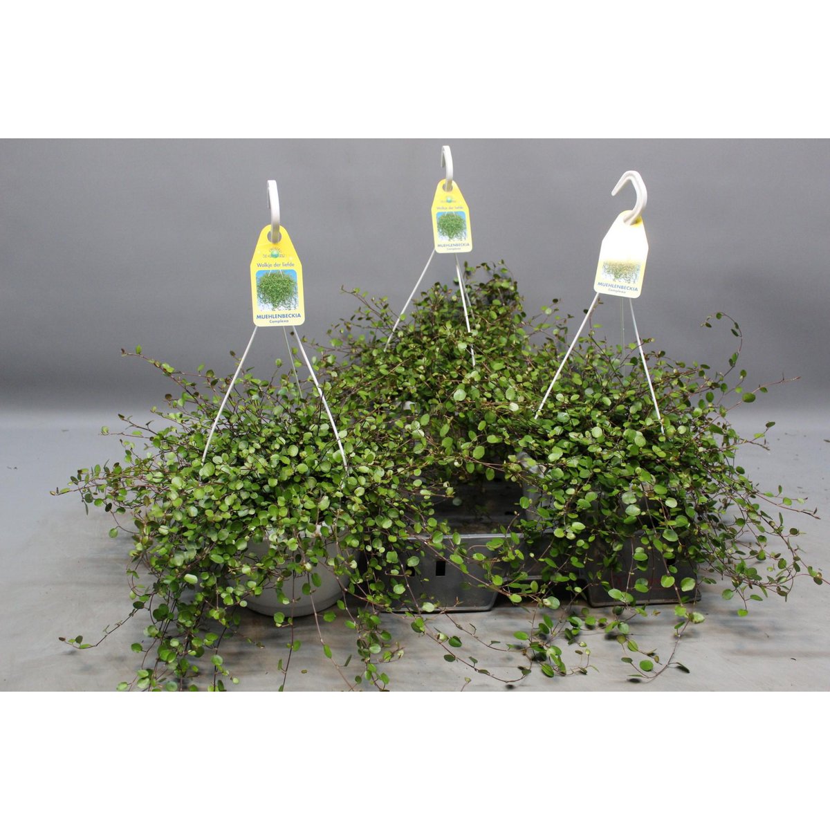 Muehlenbeckia WOLKJE DER LIEFDE - Ø22cm - ↕35cm