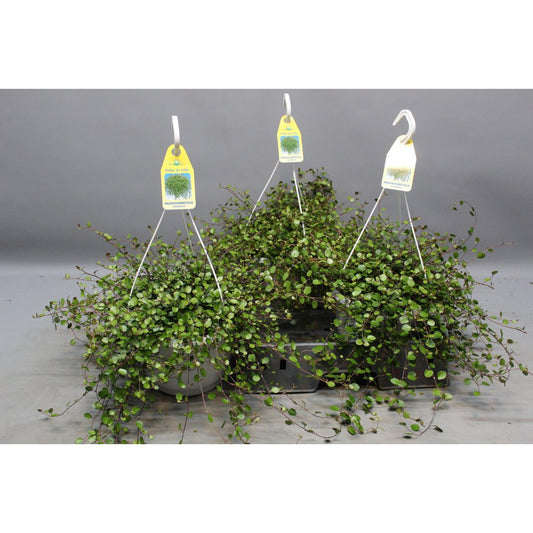 Muehlenbeckia WOLKJE DER LIEFDE - Ø22cm - ↕35cm