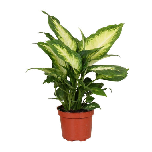 Dieffenbachia 'Camilla' | [P12-H35]