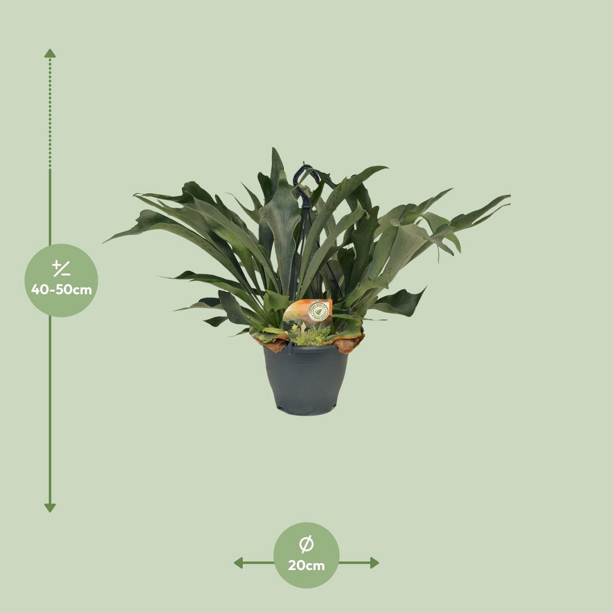 Platycerium Bifurcatum - Ø21cm - ↕50cm