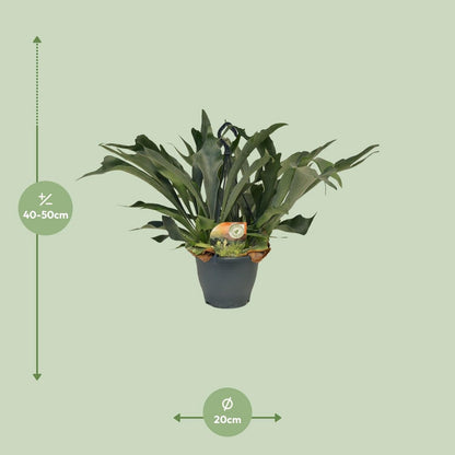 Platycerium Bifurcatum - Ø21cm - ↕50cm