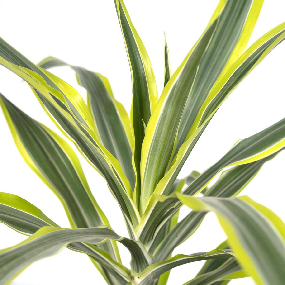 Dracaena Fragrans Lemon Lime - Dragon Tree - Ø17cm - ↕40cm