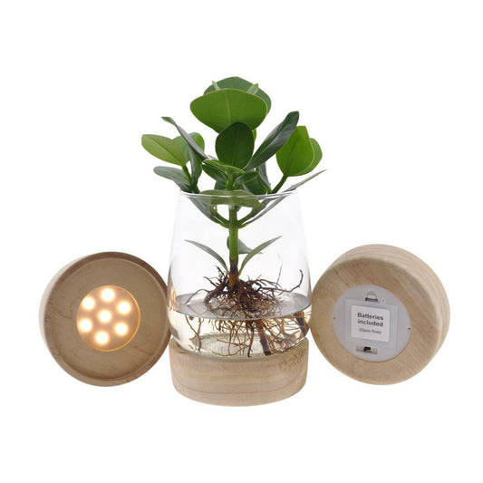 Clusia In Kingston Glas + LED - Ø12cm - ↕30cm