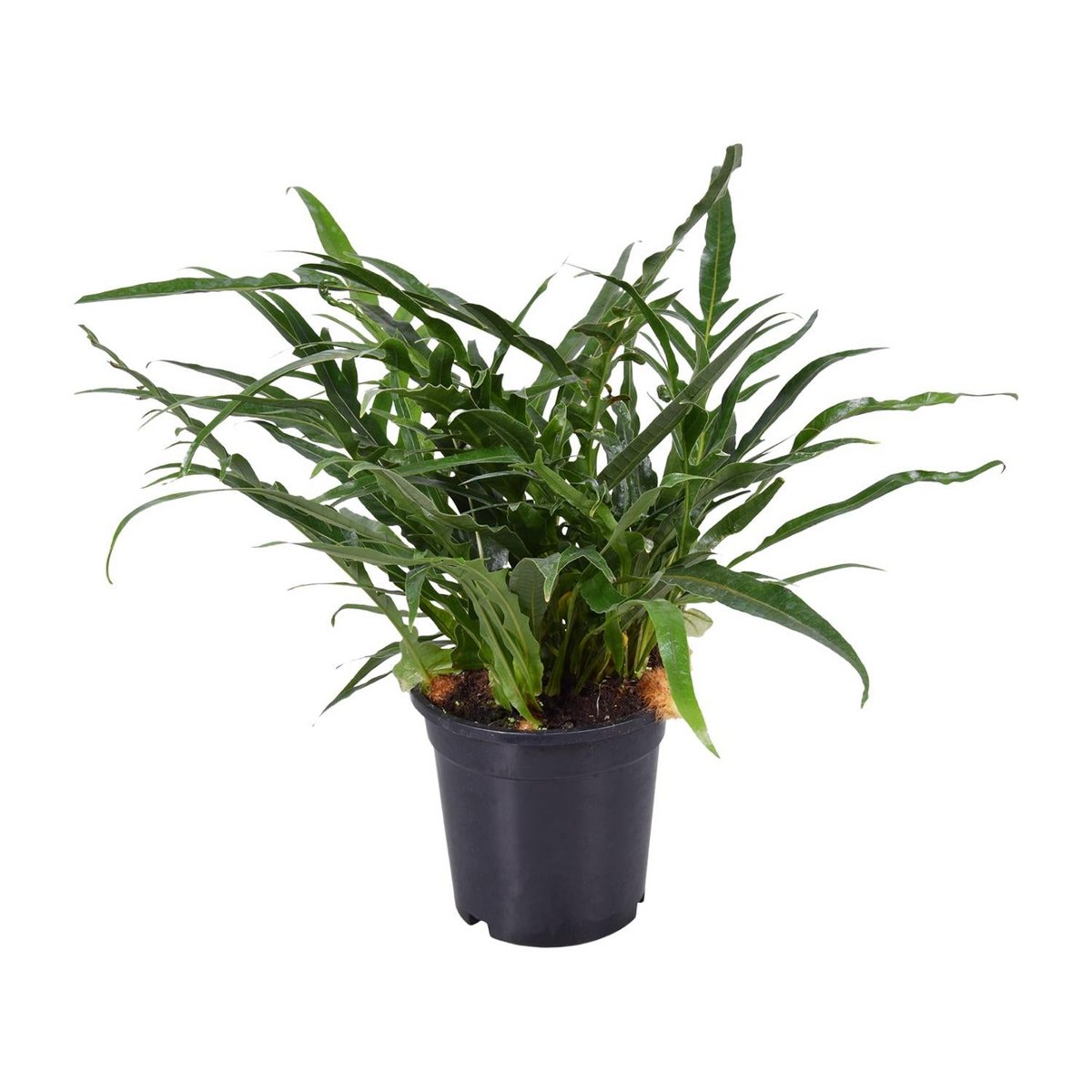 Aglaomorpha Coronans JIM | [P17-H45]