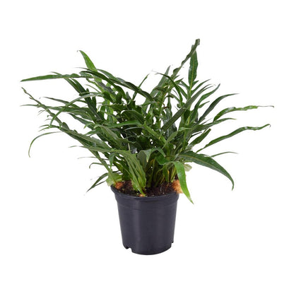 Aglaomorpha Coronans JIM | [P17-H45]