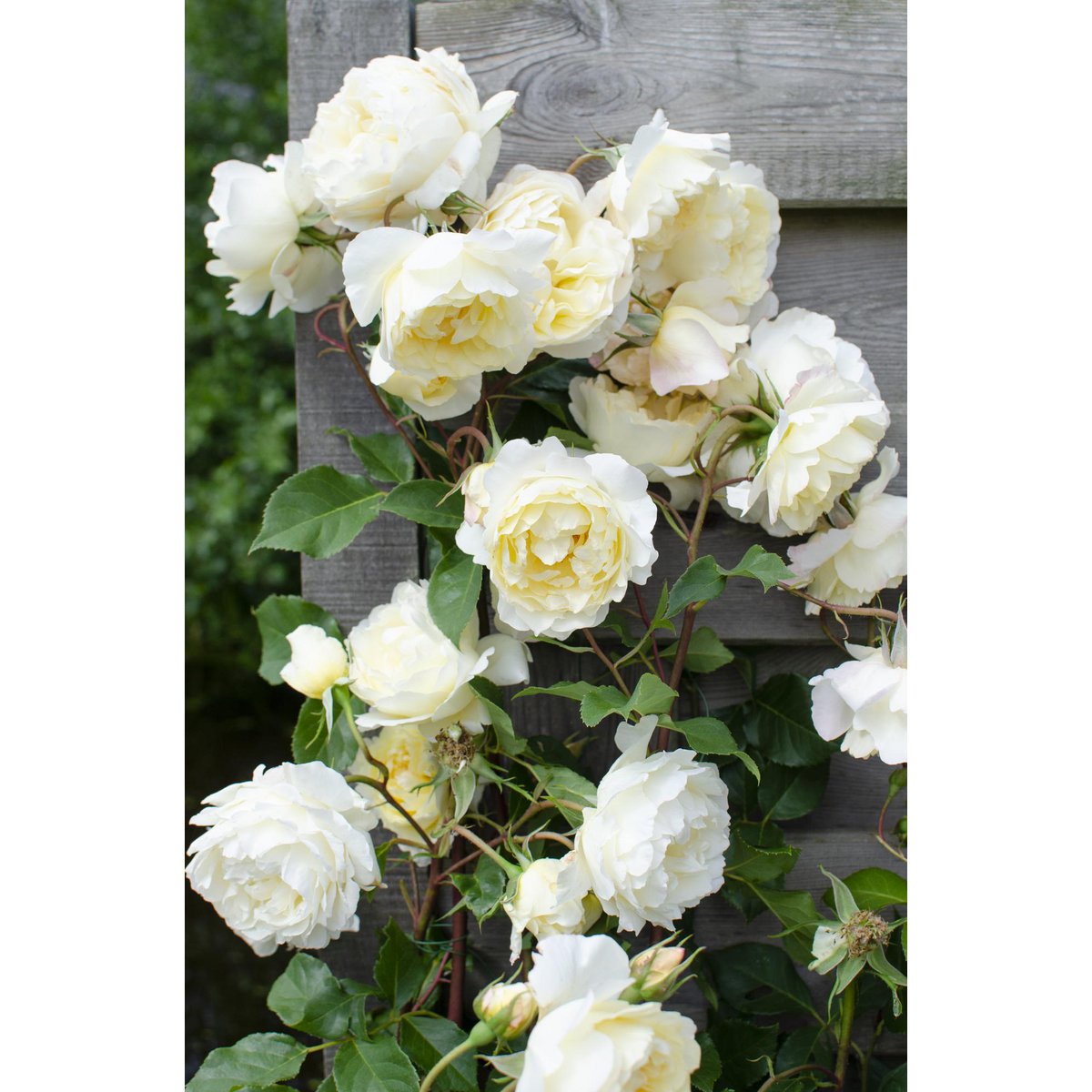 Rosa Crazy in love 'Vanilla' - Creme Roos - Ø15cm - ↕65cm