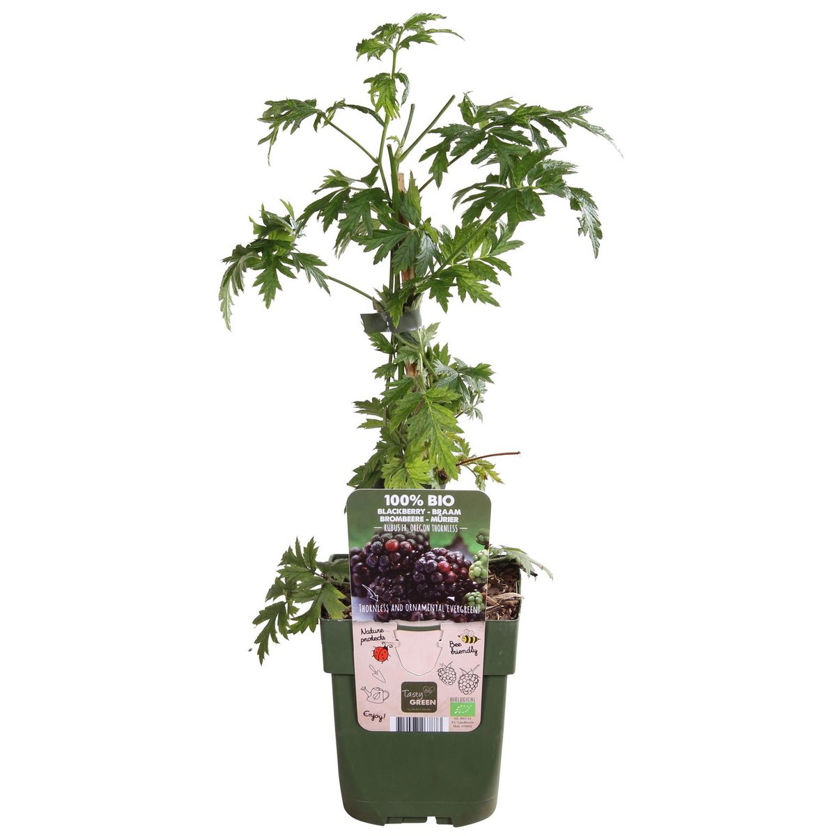 Rubus fruticosus 'Thornless Evergreen' - ↕45cm - Ø13