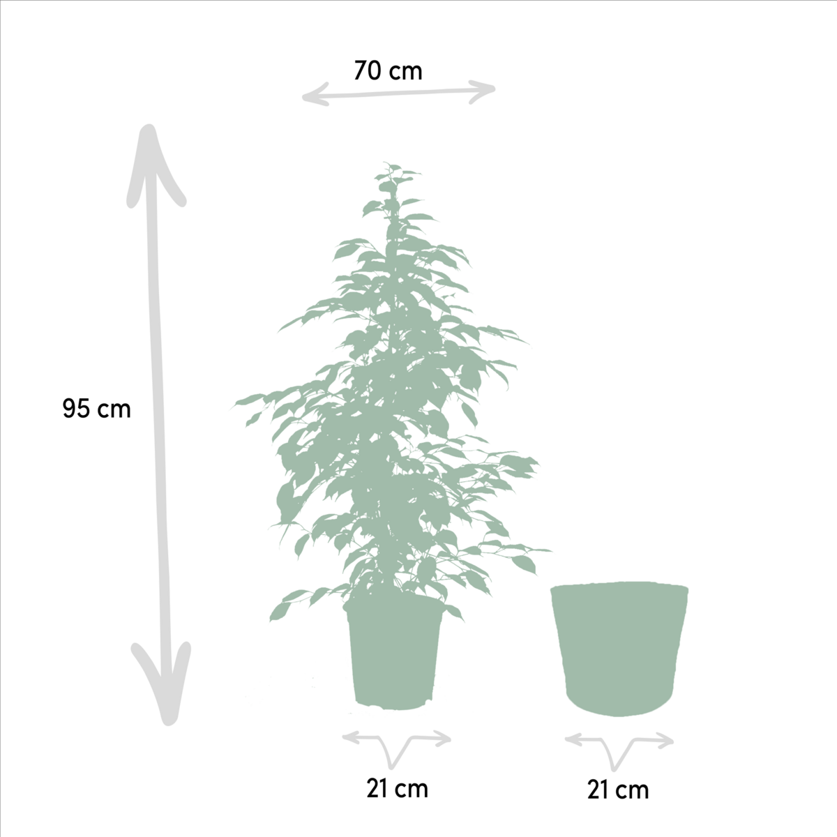 Ficus benjamina Goldenking - Ø21cm - ↕95cm + Mand Selin