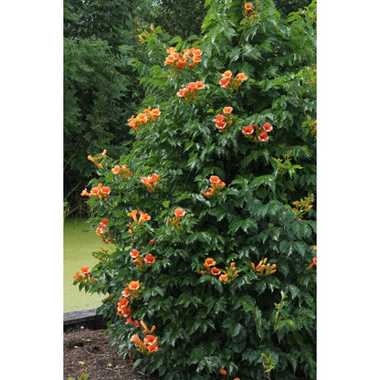 Campsis Indian Summer - Trumpet flour Orange - Ø15cm - ↕65cm - Ø15 - ↨65cm