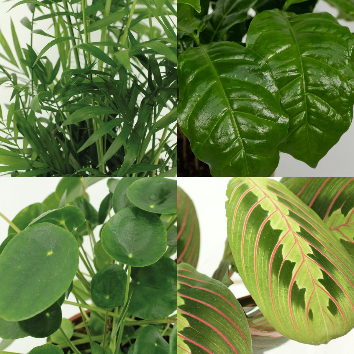 Animal-friendly plant box - 4 houseplants - Ø12cm - Various heights