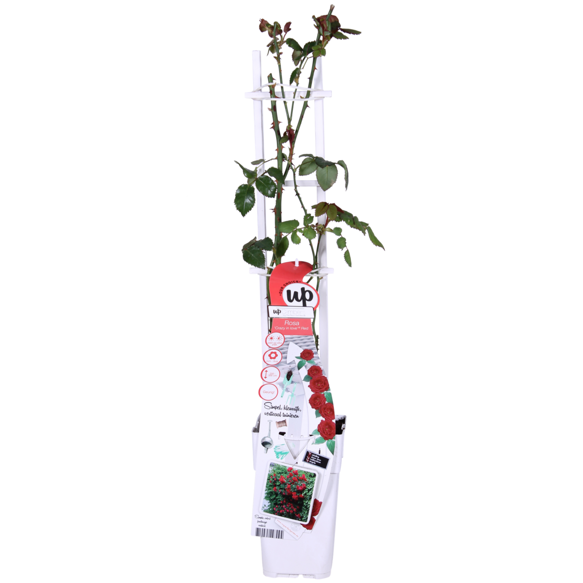 3x - Rosa Crazy in love 'Red' - ↨65cm,Ø15