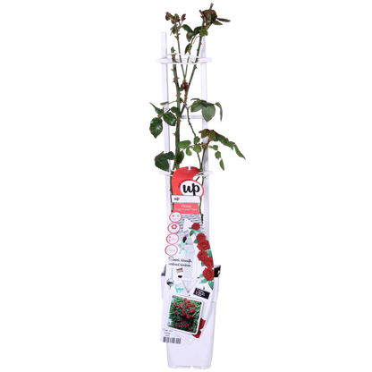 3x - Rosa Crazy in love 'Red' - ↨65cm,Ø15