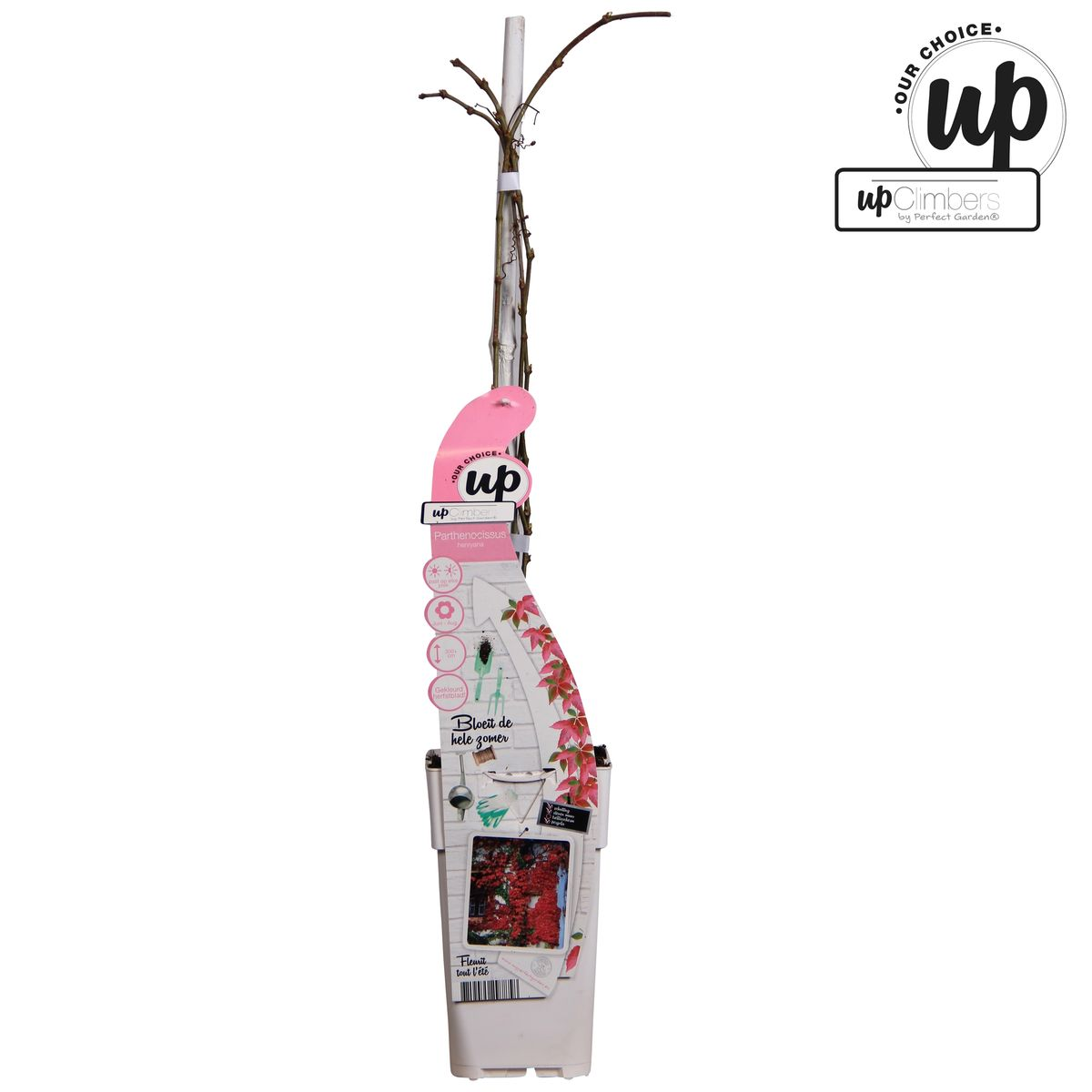 Parthenocissus Henryana - Chinese Wilde Wingerd - Ø15cm - ↕65cm