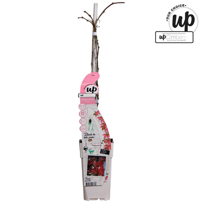 Parthenocissus Henryana - Chinese Wilde Wingerd - Ø15cm - ↕65cm