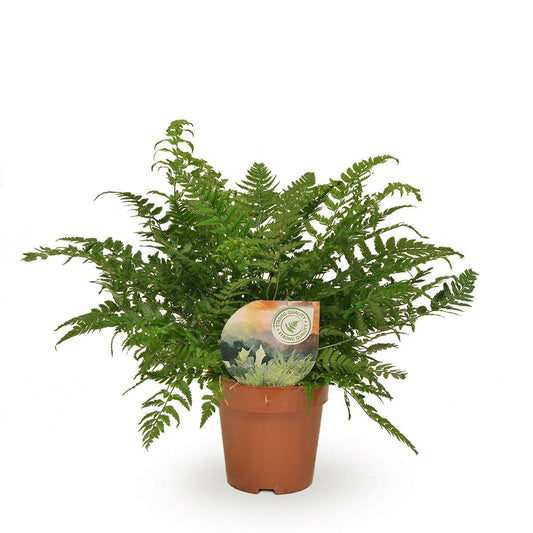Polystichum Tsussimense / Athyrium | [P12-H30]