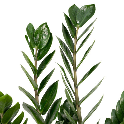 Zamioculcas Zamiifolia - Emerald palm - Ø14cm - ↕50cm