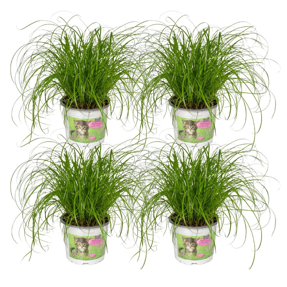 Cyperus Alternifolius - 4 pieces - ø12cm - ↕20cm