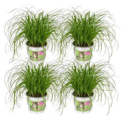 Cyperus Alternifolius - 4 pieces - ø12cm - ↕20cm