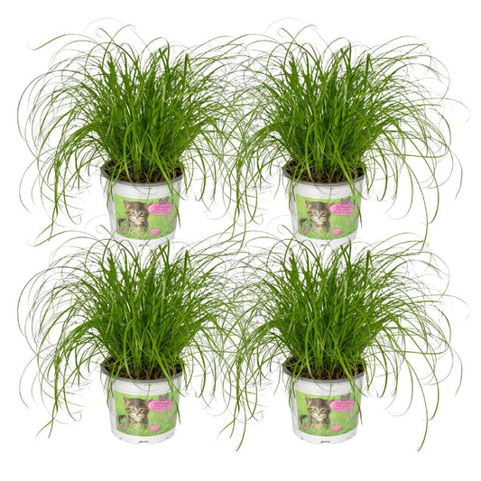 Cyperus Alternifolius - 4 pieces - ø12cm - ↕20cm