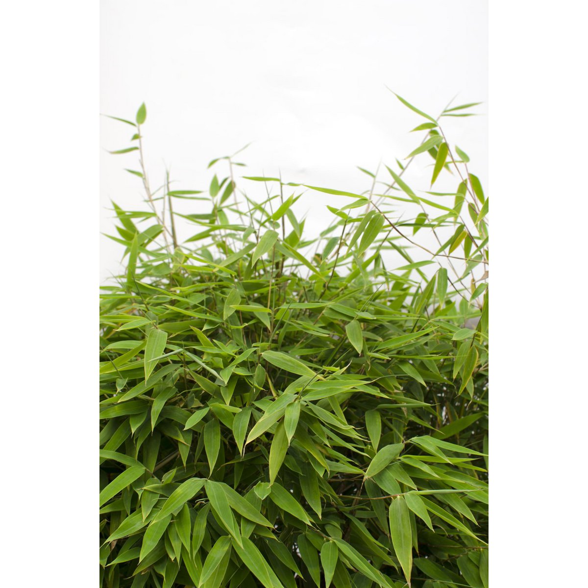 Fargesia 'Moontears'â® Boobux - Compact growing, non -proliferating bamboo - Ø29cm - ↕70cm
