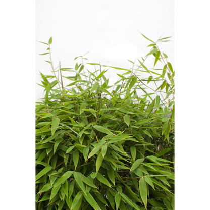 Fargesia 'Moontears'â® Boobux - Compact growing, non -proliferating bamboo - Ø29cm - ↕70cm