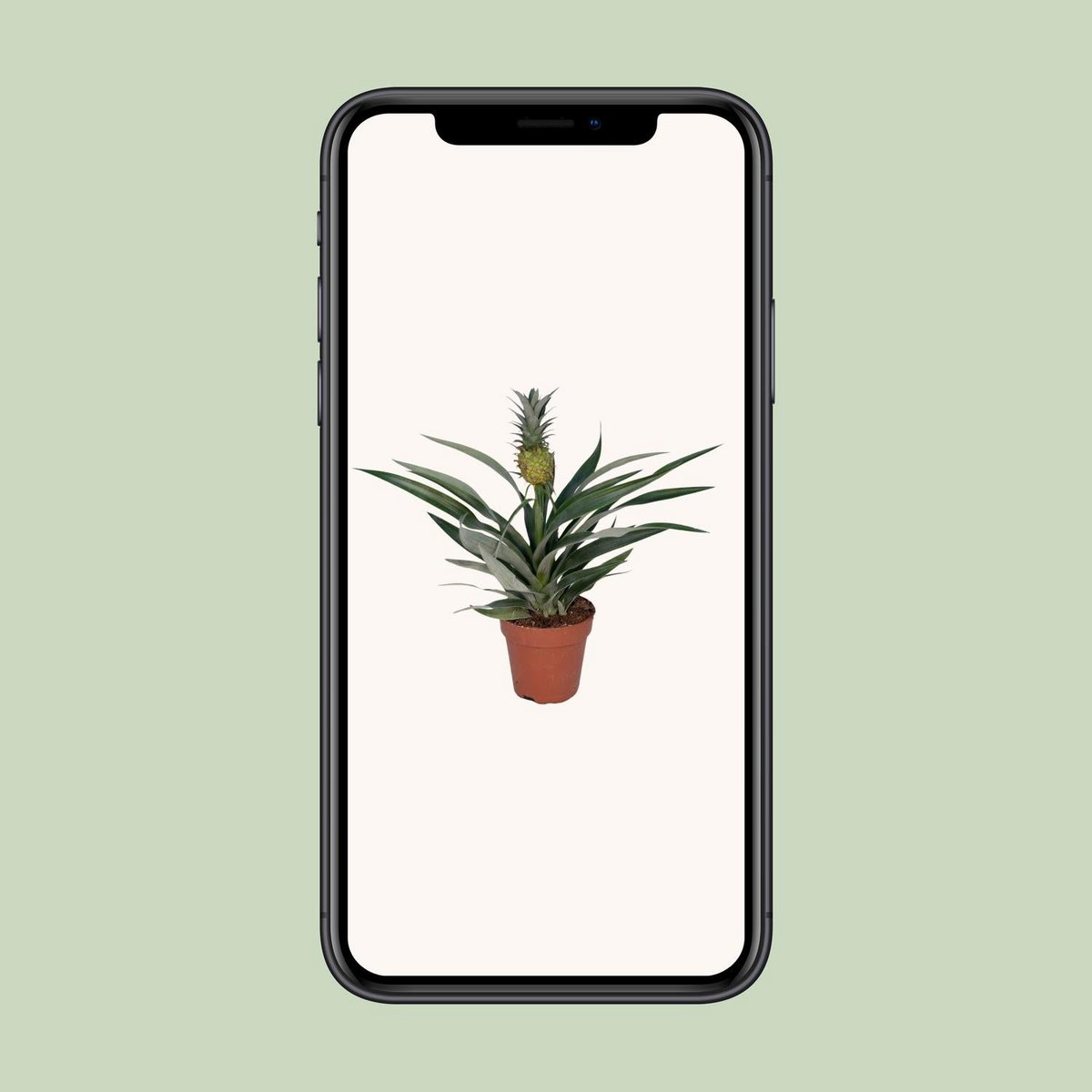 Bromelia pineapple - Ø12cm - ↕30cm