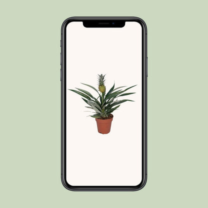 Bromelia pineapple - Ø12cm - ↕30cm