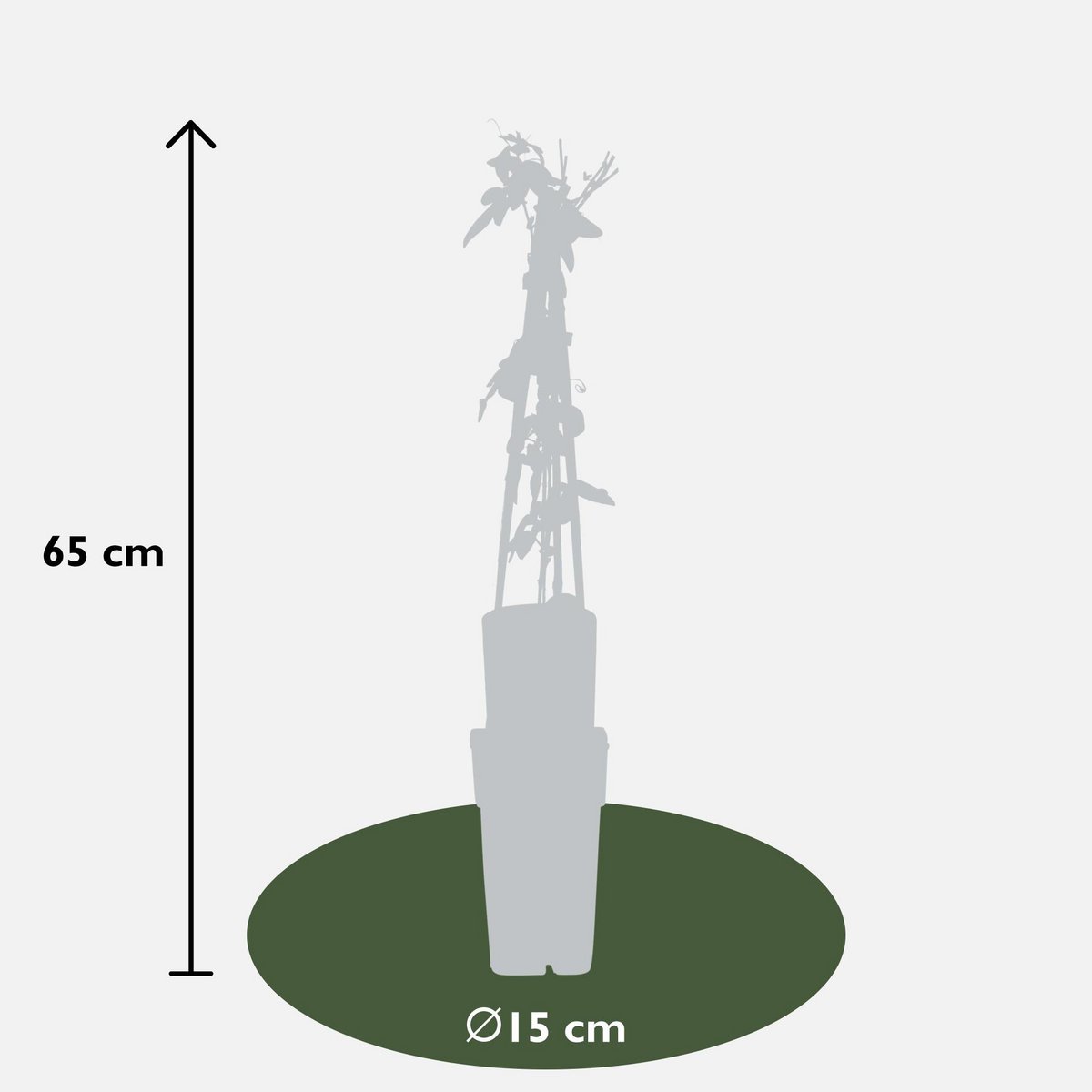 Passiflora 'Purple Haze' - ↕65cm - Ø15