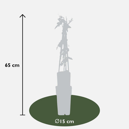 Passiflora 'Purple Haze' - ↕65cm - Ø15