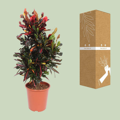 Codiaeum Mammi (Croton Mammi) | [P27-H100]