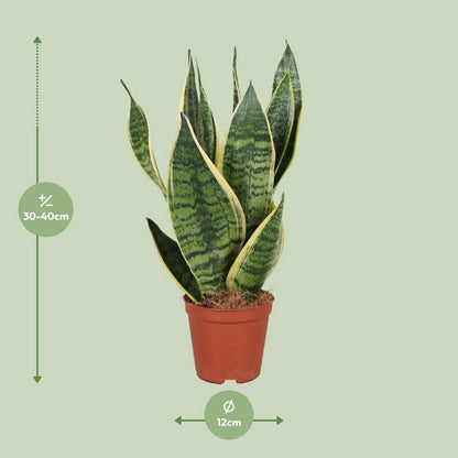 Sansevieria Futura Superba | [P12-H40]