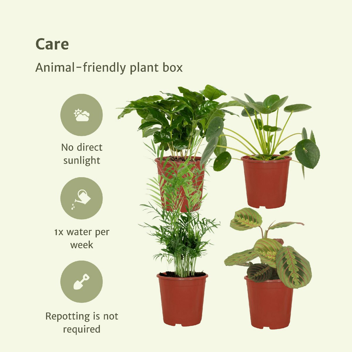 Animal-friendly plant box - 4 houseplants - Ø12cm - Various heights