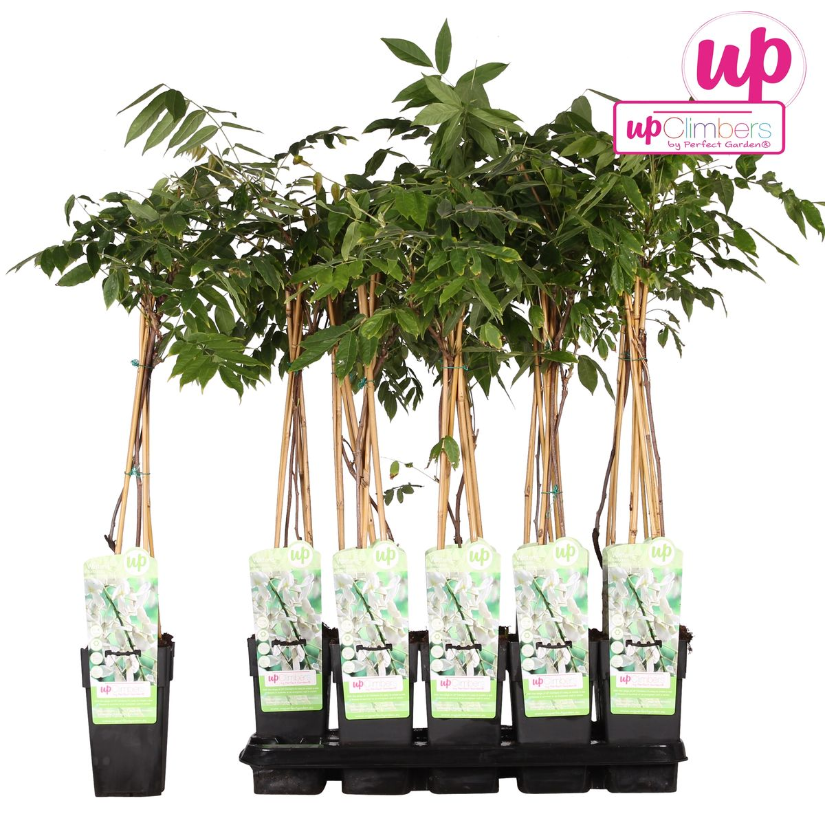 Wisteria floribunda 'longest white' - ↕65cm - ø15