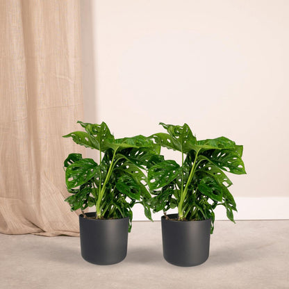 Monstera Monkey Leaf - Hole plant - 2 pieces - ø12m - ↕30cm
