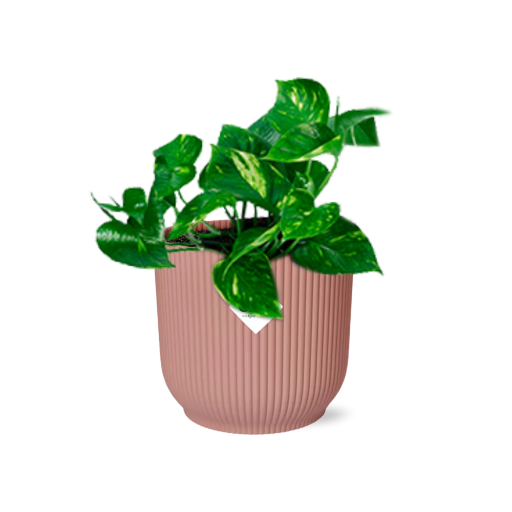 Epipremnum Pinnatum ‘Aureum’ in ELHO Vibes Fold 14cm roze