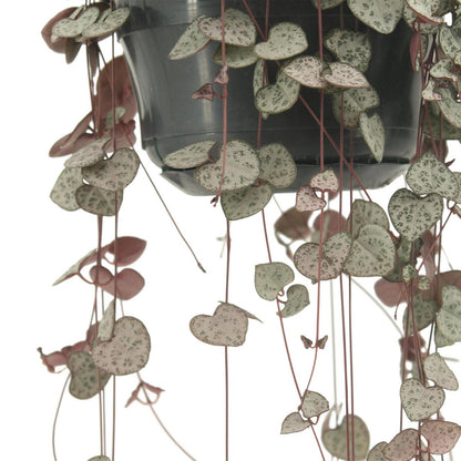 Ceropegia Woodii - Ø14cm - ↕50cm