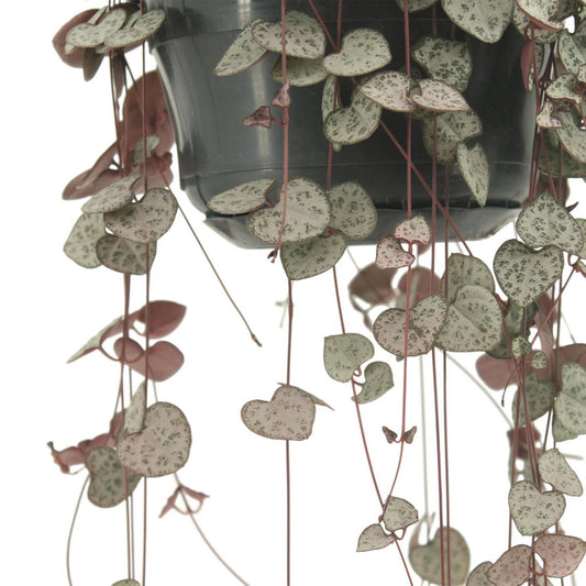 Ceropegia Woodii - Ø14cm - ↕50cm