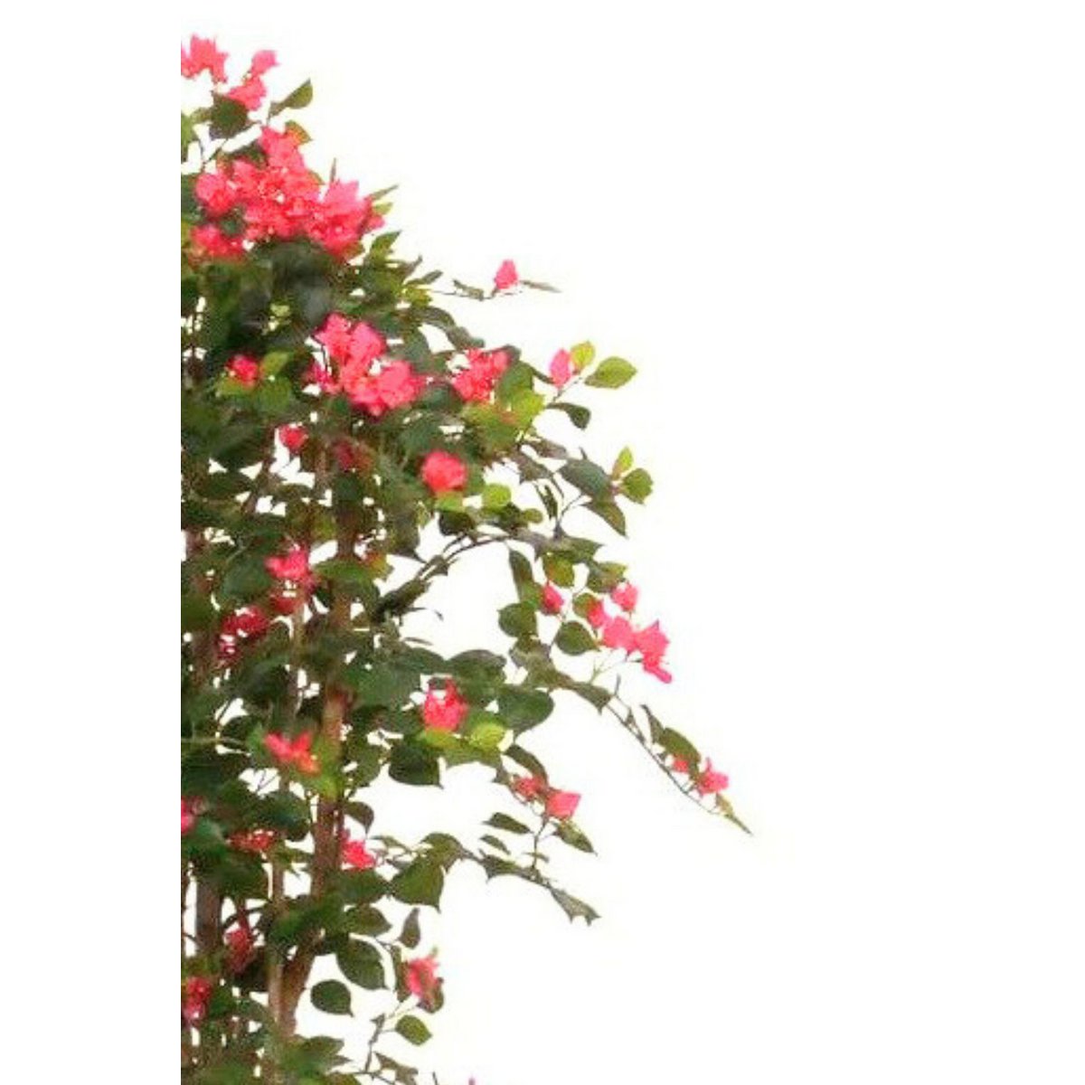 Bougainvillea Artificial plant 180cm