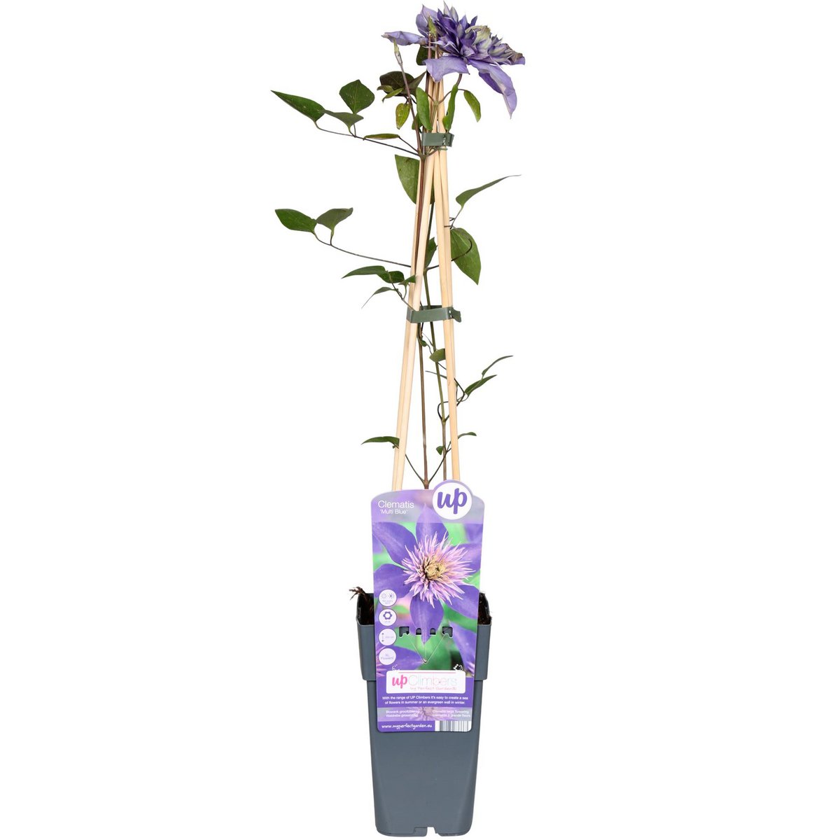 Clematis Multi Blue - ↕65cm - Ø15