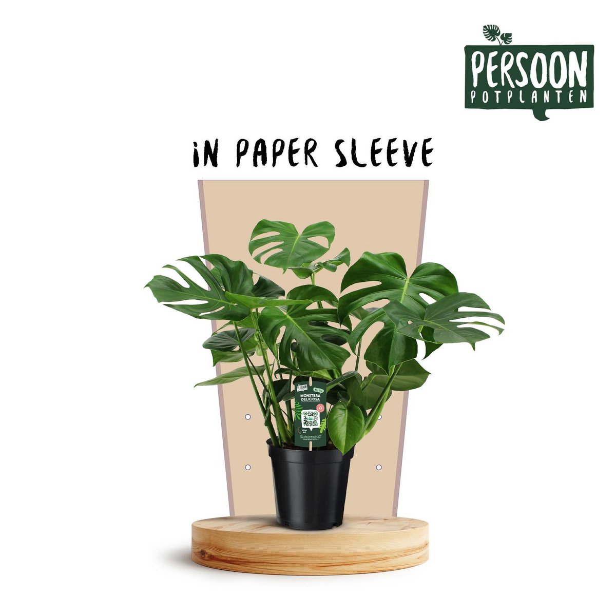 Monstera Deliciosa - Ø21cm - ↕75cm