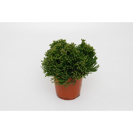 Hatiora Salicorniodes - Ø12cm - ↕15cm