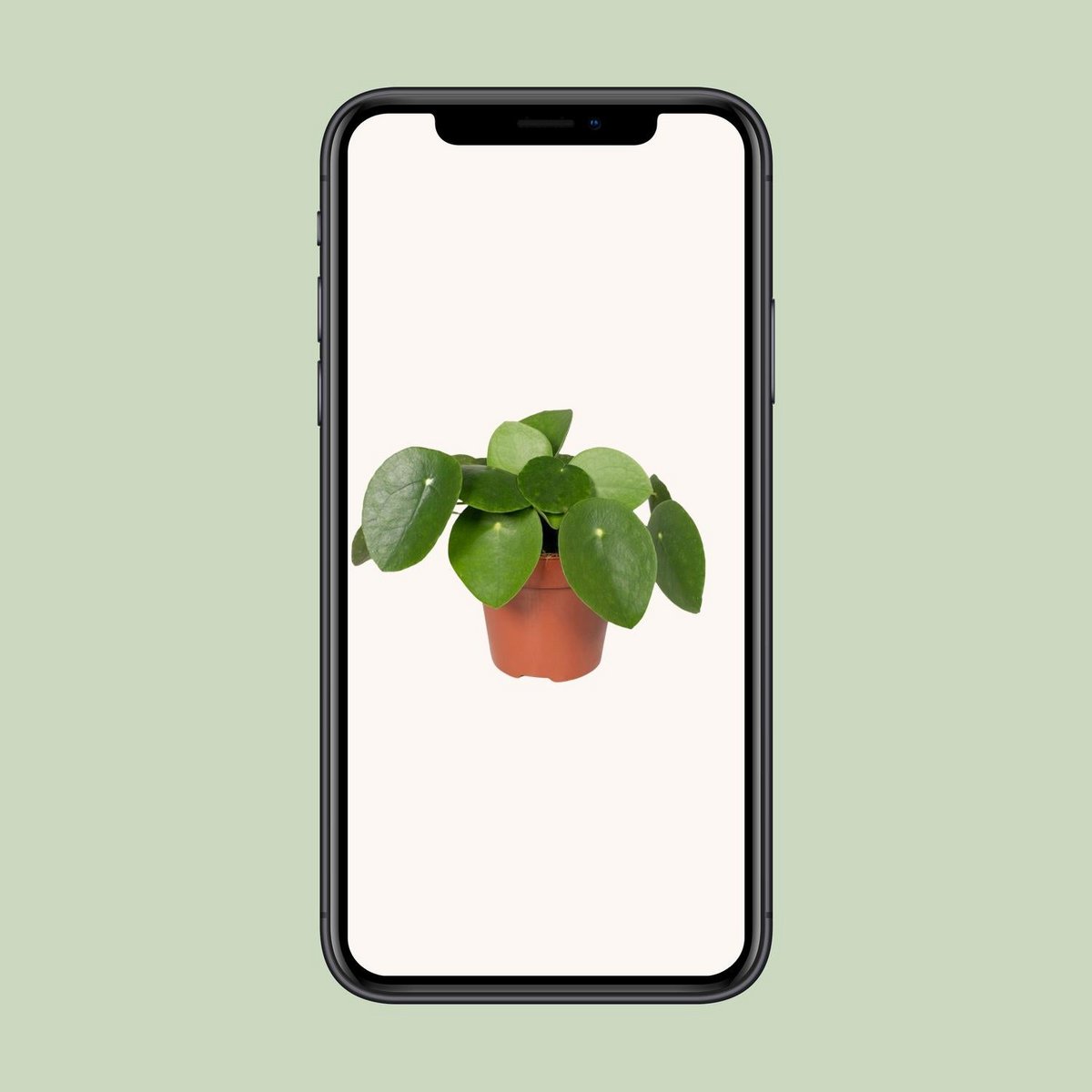 Pilea Peperomiodes | [P12-H20]