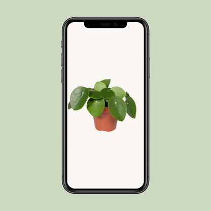 Pilea Peperomiodes | [P12-H20]
