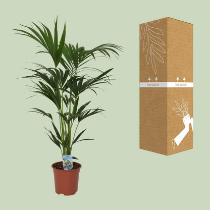 Howea forsteriana - Ø21 - ↨120cm