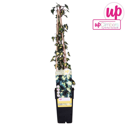 Hedera helix 'Goldheart' - ↕65cm - Ø15