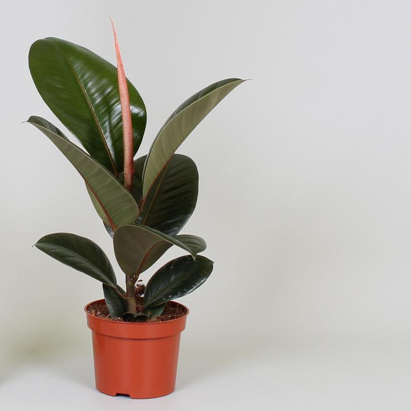 Ficus Elastica Robusta - Ø12cm - ↕35cm